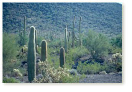 Western landscape with cactus